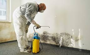 Best Mold Damage Restoration  in San Leon, TX