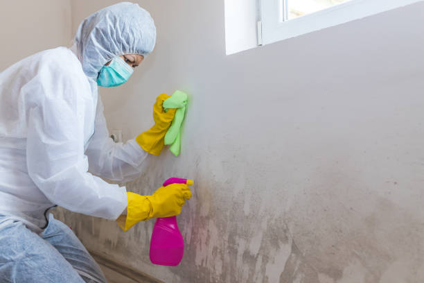 Mold Documentation for Insurance Claims in San Leon, TX