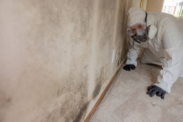 Best Mold Remediation for Rental Properties  in San Leon, TX